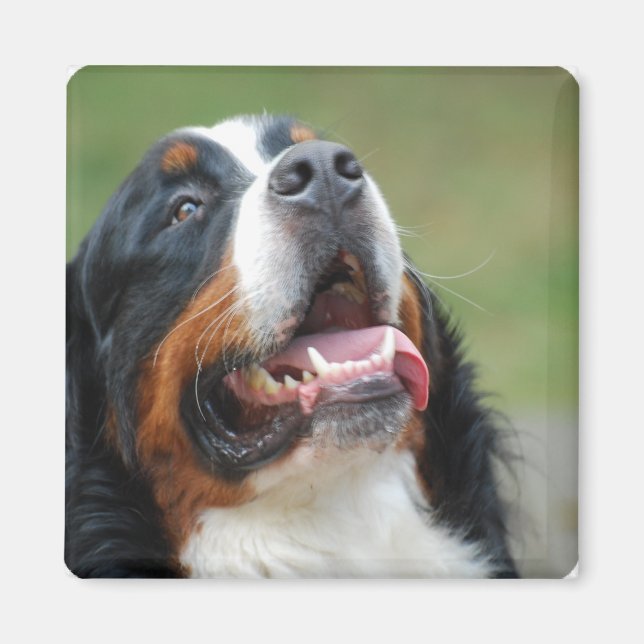 Berner Sennenhund Hund Magnet (Framsidan)