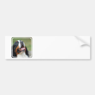Berner Sennenhund hundbildekal Bildekal