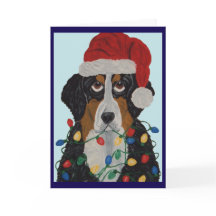 Berner Sennenhund intrasslad i julgransbelysning
