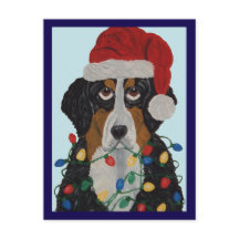Berner Sennenhund intrasslad i julgransbelysning