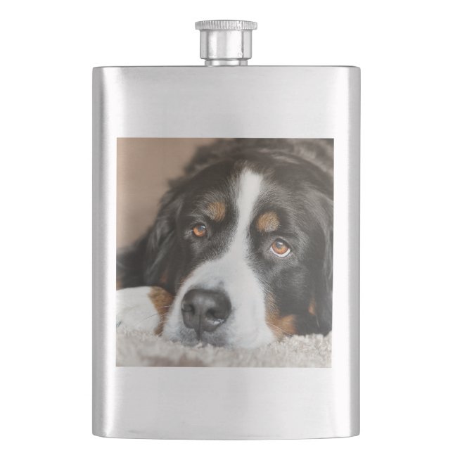 berner sennenhund liggande fickplunta (Framsidan)