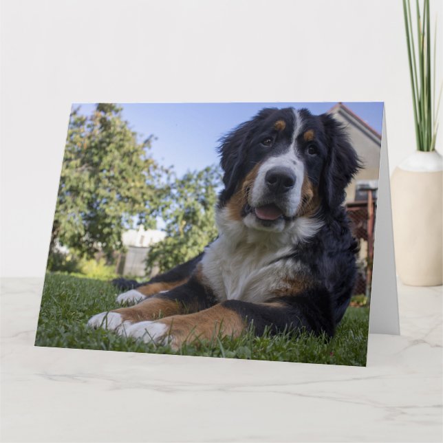Berner Sennenhund liggande tvåa Kort (Framsida)
