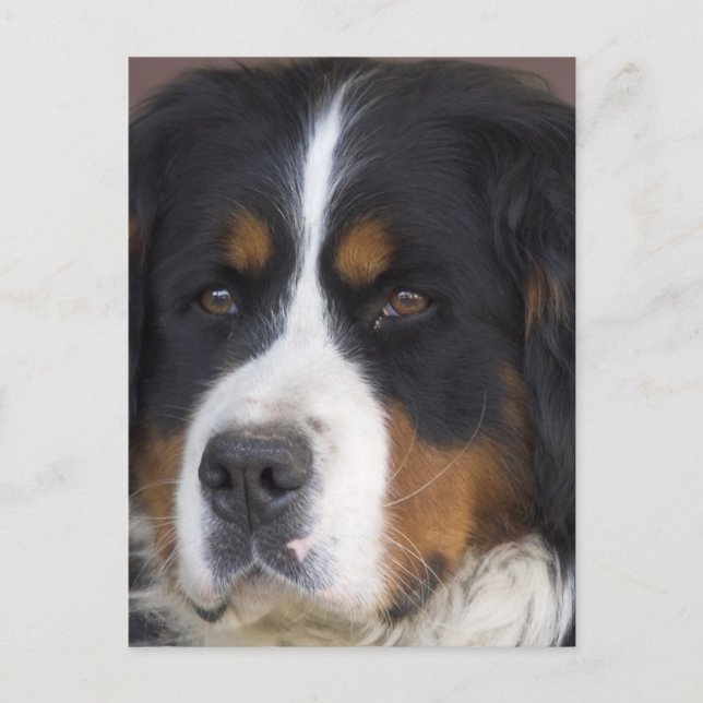 Berner Sennenhund Postcard Vykort (Framsida)