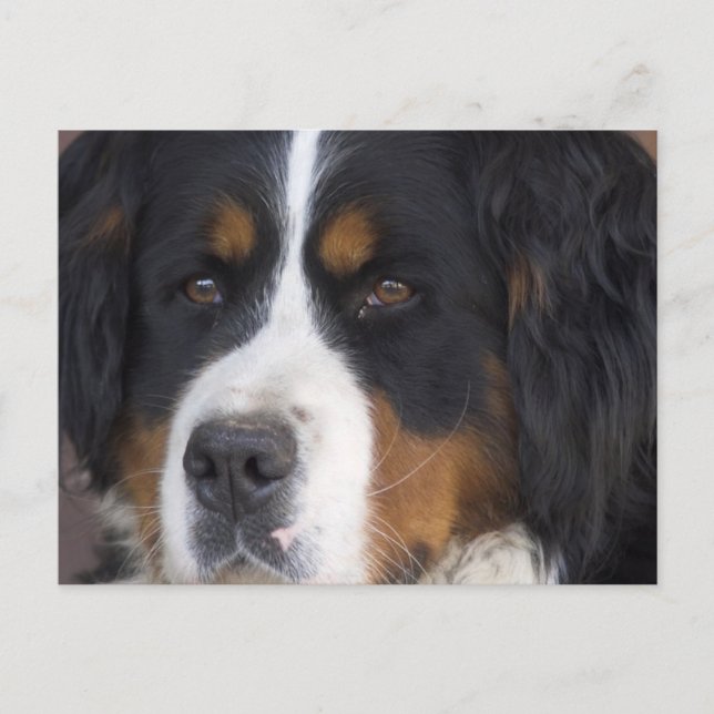 Berner Sennenhund Postcard Vykort (Framsida)