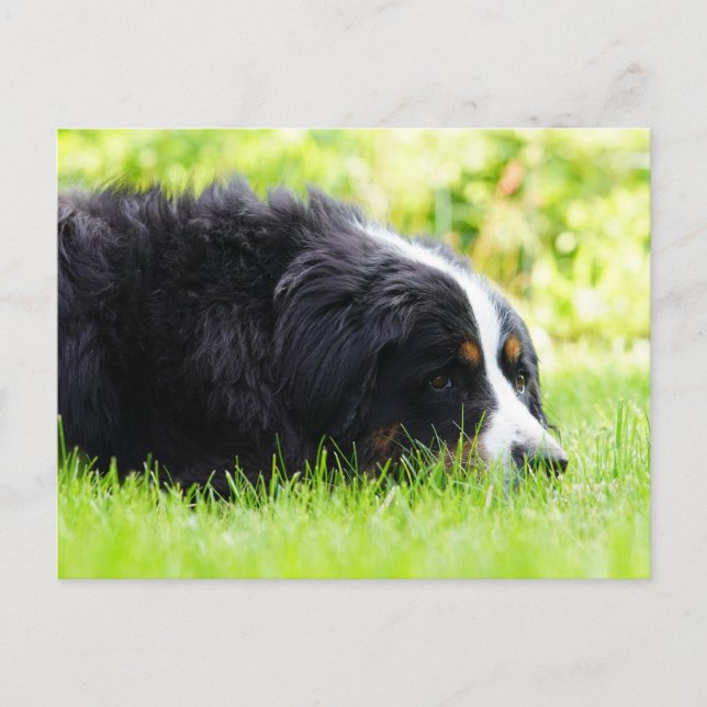 Berner Sennenhund som ligger i gräset Vykort (Framsida)