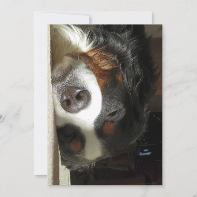 berner sennenhund som sover inbjudningar (Framsida)