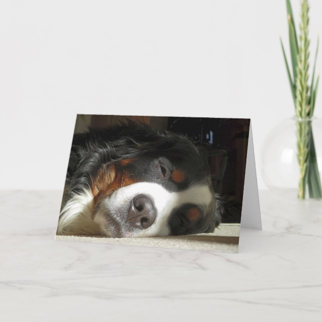 berner sennenhund som sover kort (Framsida)