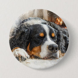 Bernersennenhund Knapp