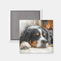 Bernersennenhund