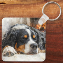 Bernersennenhund