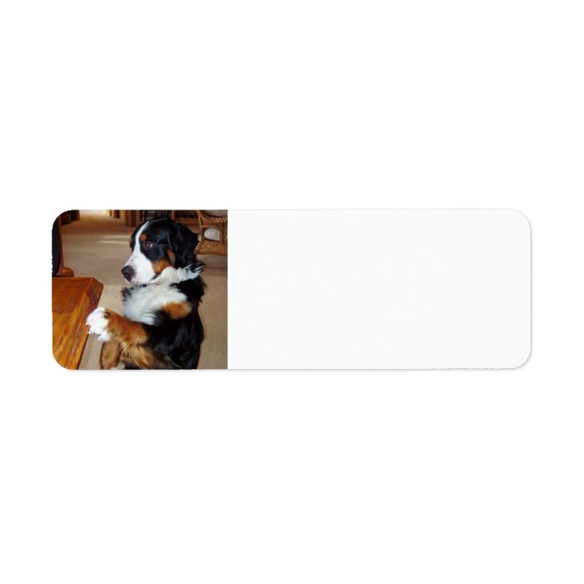 bernese-berg-hund-tiggeri.png returadress etikett (Framsidan)