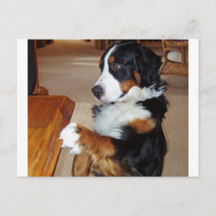 bernese-berg-hund-tiggeri.png vykort
