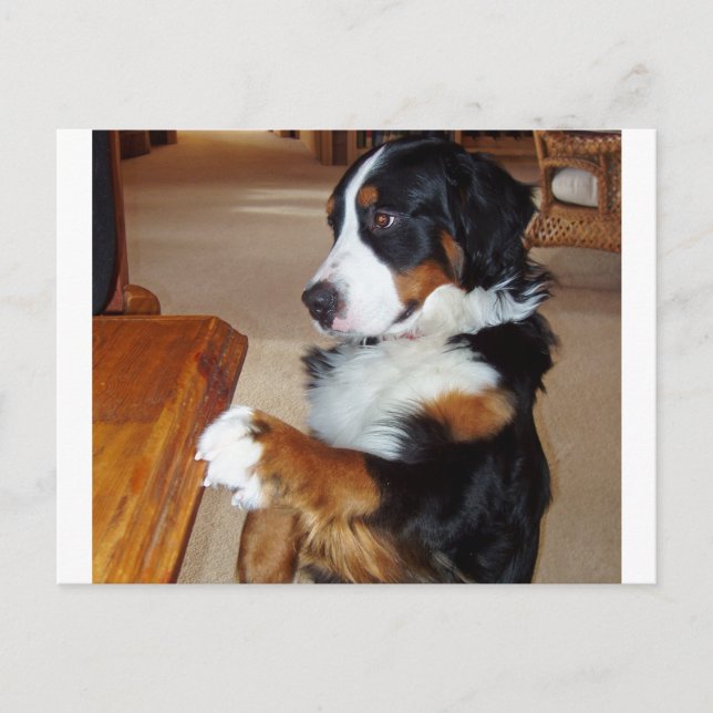 bernese-berg-hund-tiggeri.png vykort (Framsida)