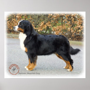 Bernese berghund 9T066D-221 Poster