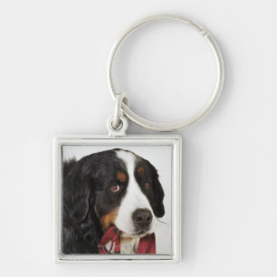 Bernese berghund (Berner Sennenhund) med Fyrkantig Silverfärgad Nyckelring