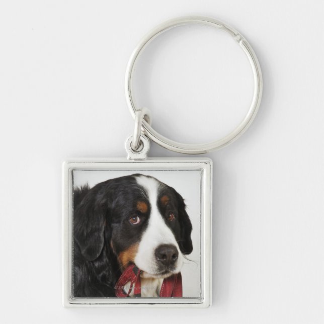 Bernese berghund (Berner Sennenhund) med Fyrkantig Silverfärgad Nyckelring (Framsidan)