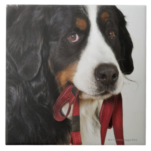 Bernese berghund (Berner Sennenhund) med Kakelplatta