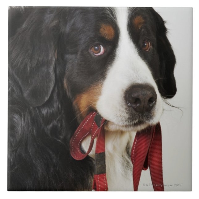 Bernese berghund (Berner Sennenhund) med Kakelplatta (Framsidan)