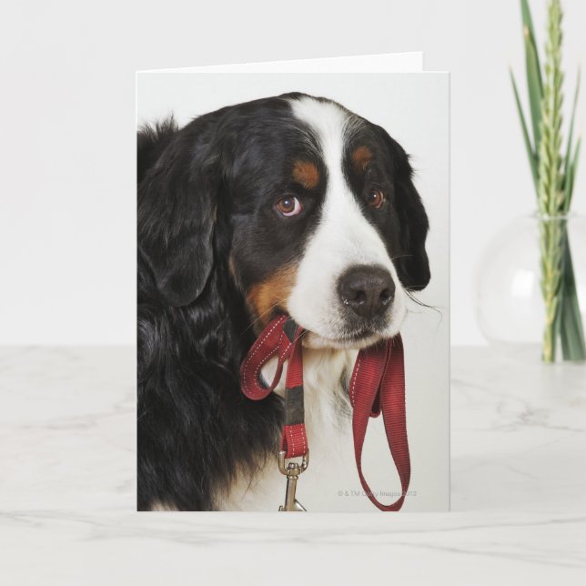 Bernese berghund (Berner Sennenhund) med Kort (Framsida)