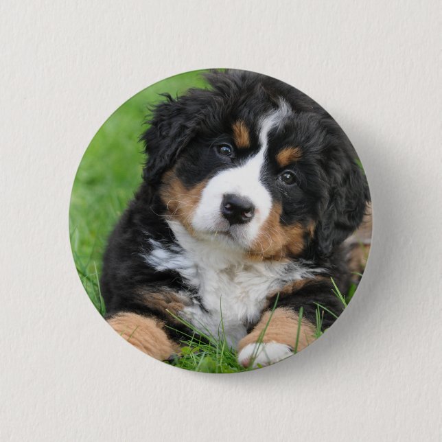 Bernese berghund knapp (Framsida)