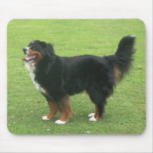 Bernese berghund musmatta
