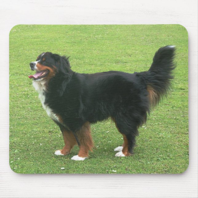 Bernese berghund musmatta (Framsidan)