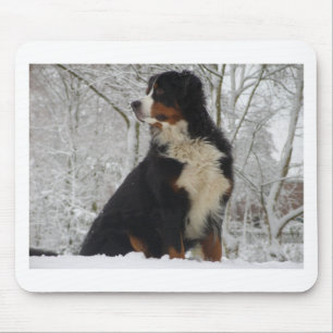 Bernese berghund musmatta