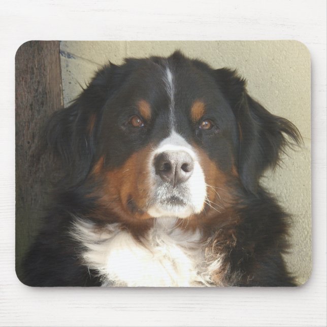 Bernese berghund musmatta (Framsidan)