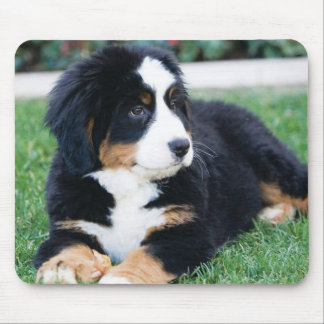Bernese berghund musmatta