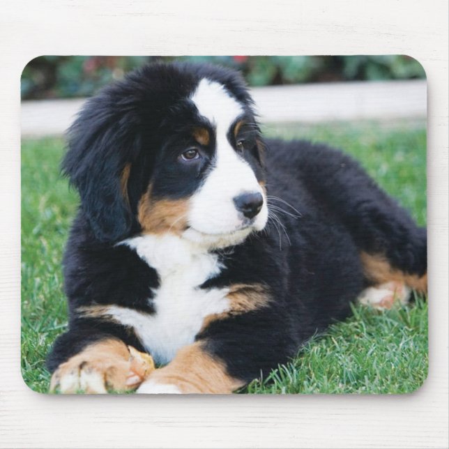 Bernese berghund musmatta (Framsidan)