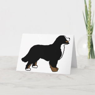 Bernese berghund Triclolor Kort