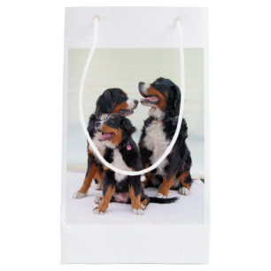 bernese berghundgrupp
