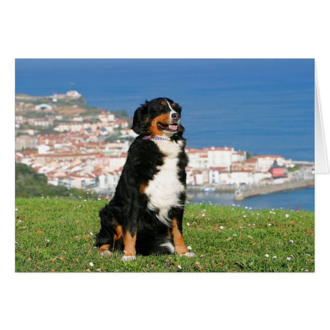 Bernese cattle hund som pockar på stranden hälsningskort (Framsidan Horizontal)