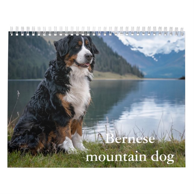 Bernese Mounese hund Calendar Kalender (Omslag)