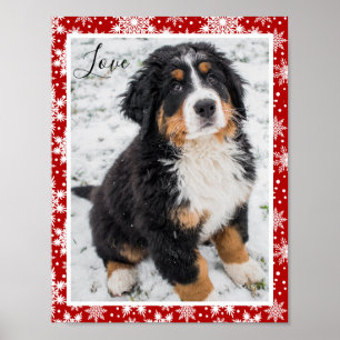Bernese Mounese hund On Red and White Snowflake Poster