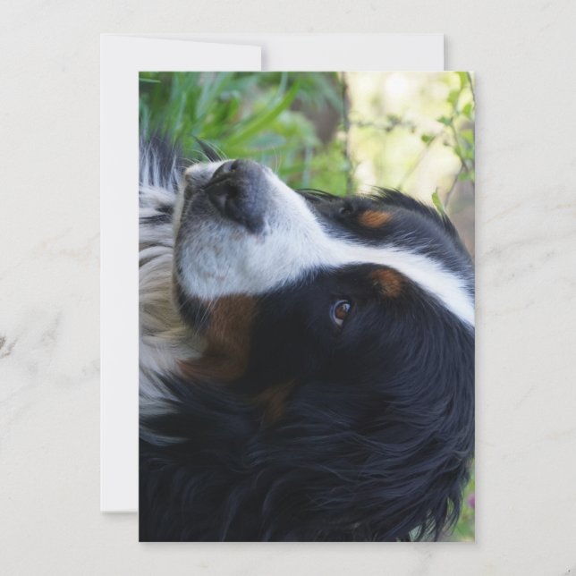 Bernese Mountain Dog andra födelsedag Inbjudningar (Framsida)