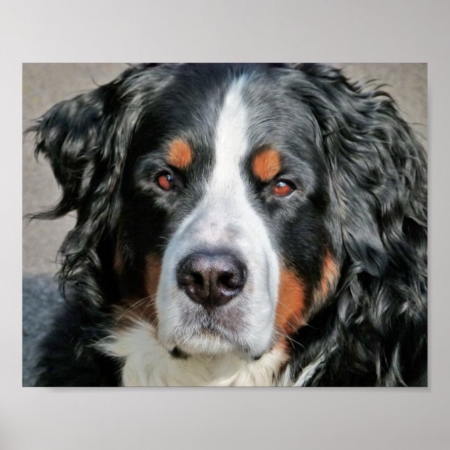 Bernese Mountain Dog Foto Bild Poster (Framsidan)