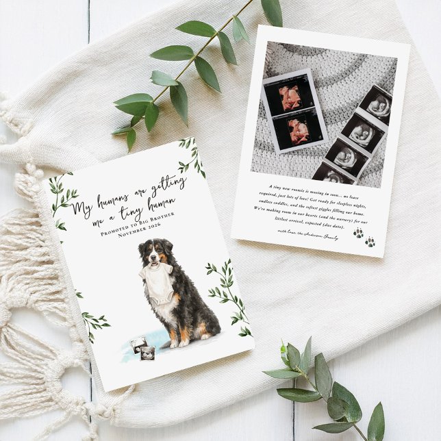Bernese Mountain Dog Pregnancy Announcement Meddelande (Skapare uppladdad)