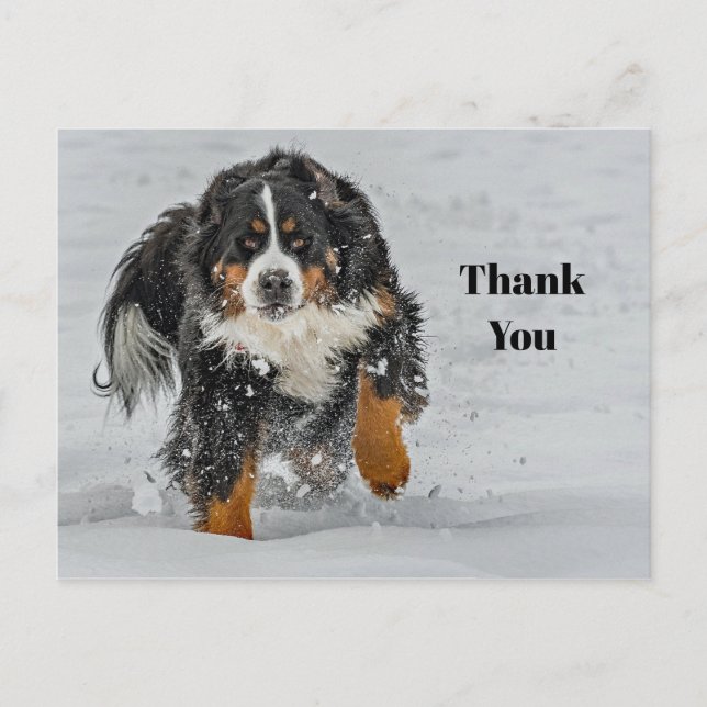 Bernese Mountain Dog Snö Foto Tack Vykort (Framsida)