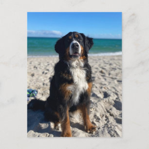 Bernese Mountain Dog Vykort