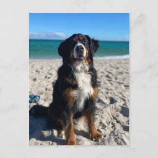 Bernese Mountain Dog Vykort