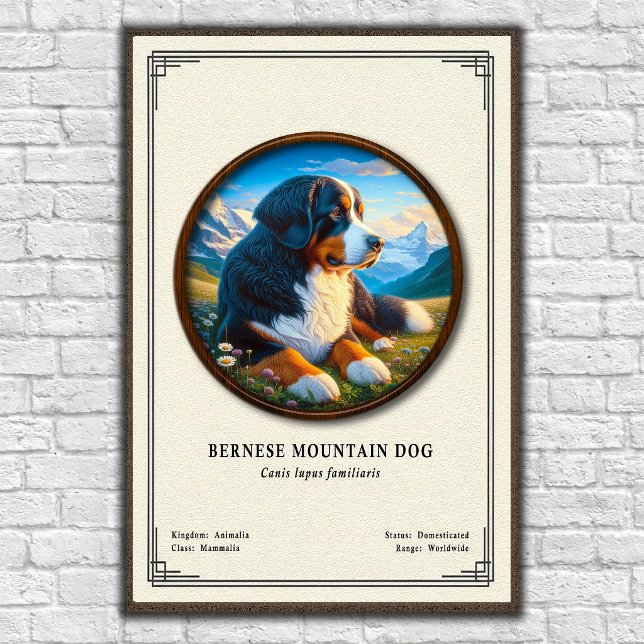 Bernese Mountain Dog Zoologisk Serie Poster (Skapare uppladdad)