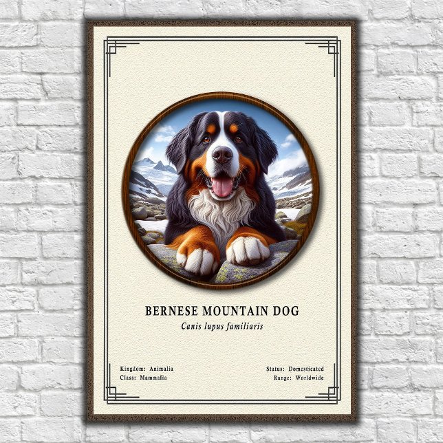 Bernese Mountain Dog Zoologisk Serie Poster (Skapare uppladdad)