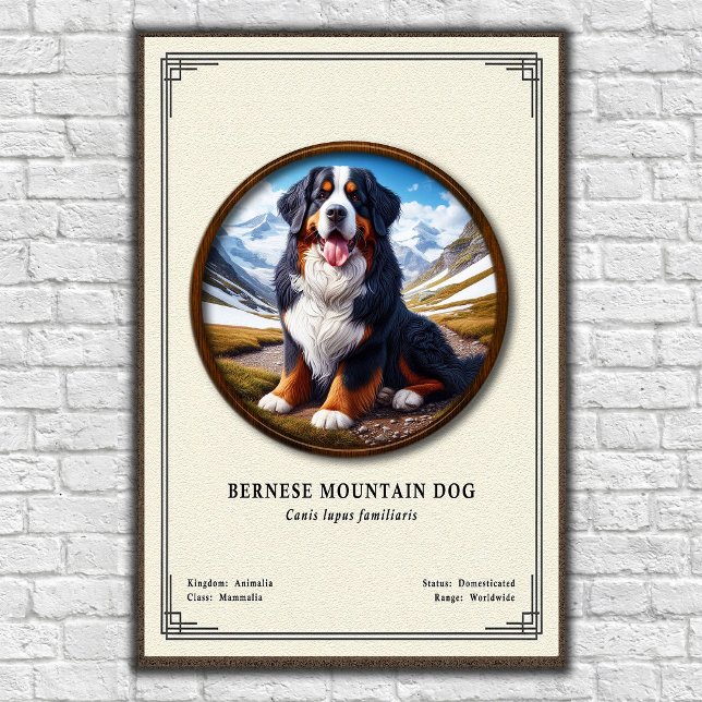 Bernese Mountain Dog Zoologisk Serie Poster (Skapare uppladdad)