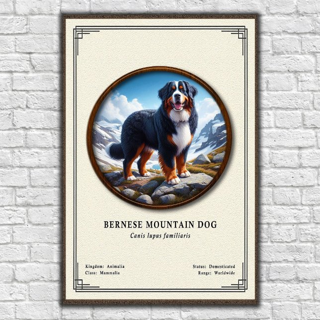 Bernese Mountain Dog Zoologisk Serie Poster (Skapare uppladdad)