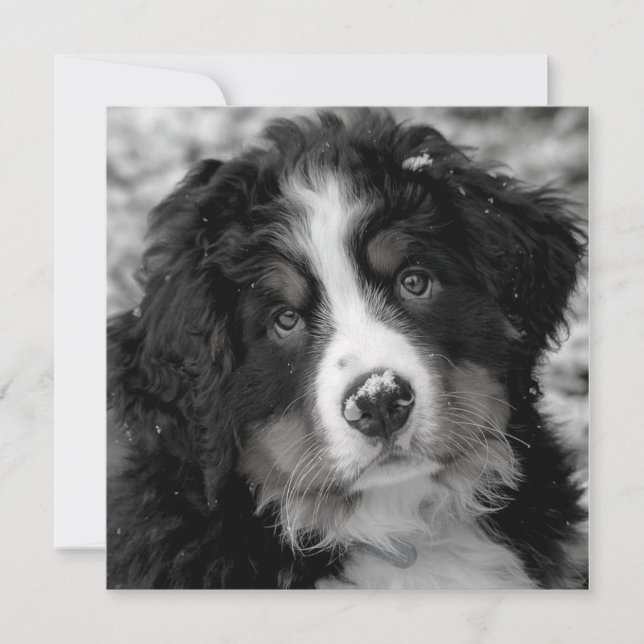 Bernese Mountain Hund (Framsida)