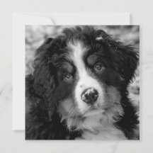 Bernese Mountain Hund