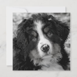 Bernese Mountain Hund