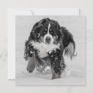 Bernese Mountain Hund
