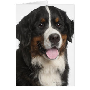 Bernese Mountain Hund (1 år gammal) Hälsningskort